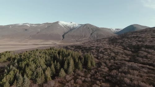 Flying above small forest in icelandic landscape towards snowy mountains