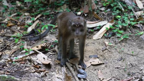 Monkey in forest. A monkey searches for food on the forest floor.