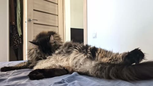 Fluffy Maine Coon Cat Grooming on Bed