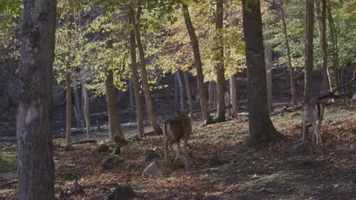 Peaceful Deer Herd Resting in Autumn Forest