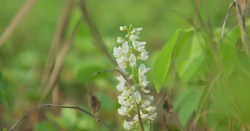 Close-up shot of delicate white flowers in a lush green field, soft focus on vibrant foliage