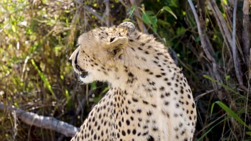 Focused Cheetah in Natural Habitat