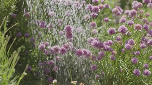 Close up of small lilac flowers being watered with watering can. Static