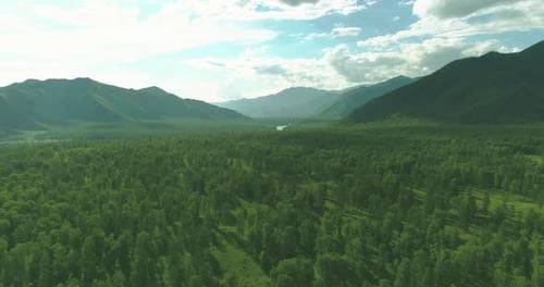 Aerial View Low Flight Above Evergreen Pine Tree Landscape with Endless Mountain Forest at Sunny