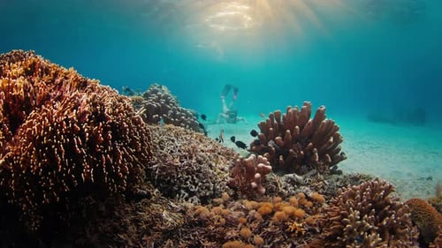 Woman freediver in pink suit swims underwater near coral reef and explores the underwater world of t
