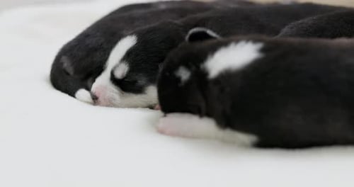 Adorable Husky Puppies Sleeping Peacefully on Blanket