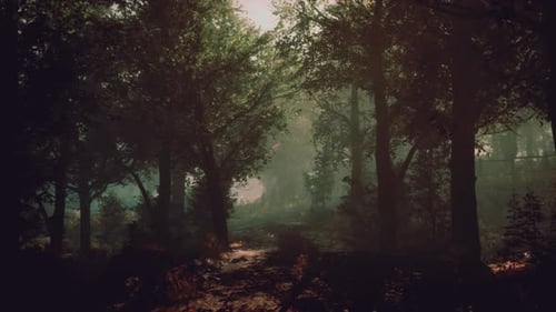 A Peaceful Forest Path Surrounded By Tall Trees