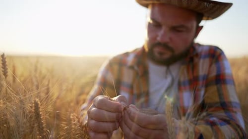 Close Up Male Farmer in Wheat Field Touch Ripe Harvest of Golden Wheat Ears with His Hands and