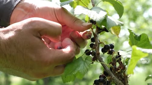 149Récolte de cassis mûrs. Cultiver des baies écologiquement propres. Jardinage.