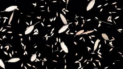 Gentle Falling White Feathers Loopable Alpha Channel Overlay