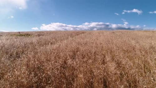 Aerial View of Wheat Fields
