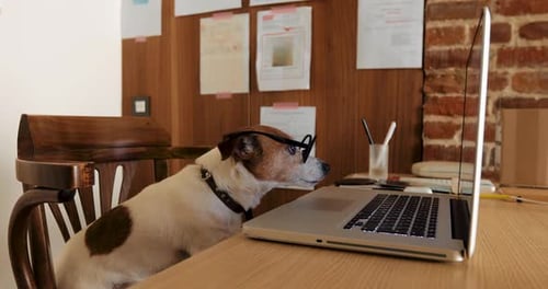 Perro mirando la pantalla de una computadora portátil