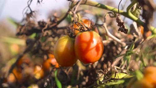 ripening natural tomatoes. close-up. field.