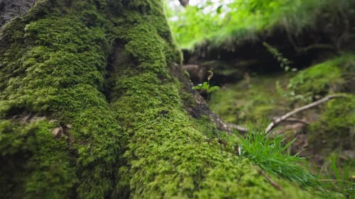 Handheld shot of the root of a tree with moss in the forest