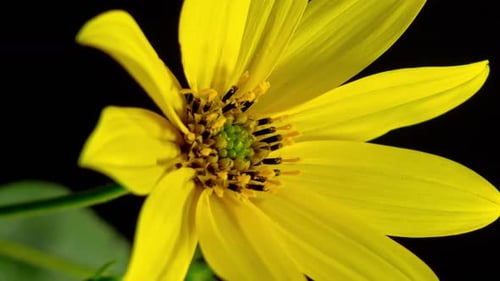 Vertical Yellow Flower - 2K