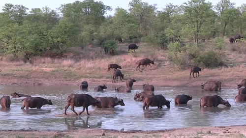 Un impulso suave y constante en resumen con la migración de Cape Buffalo en Sudáfrica