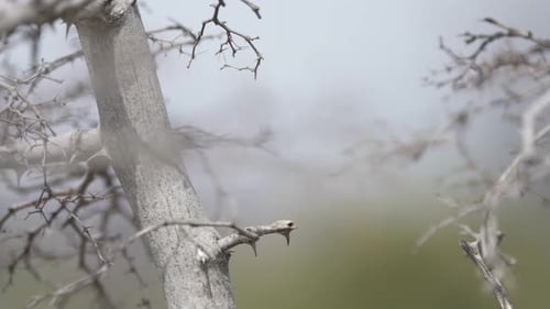 Rugged prickly bush in dry and hot Croatian countryside, remote scene