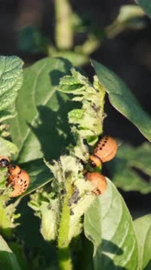 Gros plan de la pathologie des plants de pommes de terre infestés