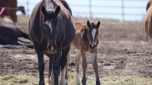 Cavalo bebê parado ao lado de sua mãe