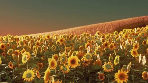 Sunflower Field at the Dramatic Sunset