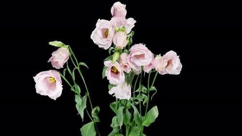Beautiful White Eustoma Russellianum (Lisianthus) Flower Wilting on a Black Background Close Up