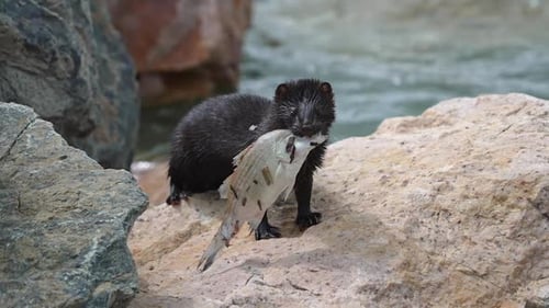 Un vison posant un poisson sur un rocher au lac Utah