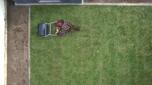 Jardineiro compactando gramados recém-instalados
