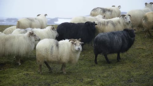 Sheep in Iceland Herd of Domestic Animals at Winter Snowy Weather