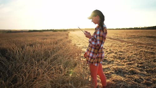 Farmer Stands in Wheat Field and Uses Digital Tablet to Work on Sunset Background Woman Typing on