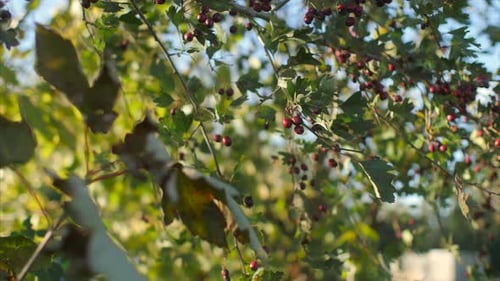 A beautiful RACK FOCUS SHOT between berries on a tree and leaves in the foreground.