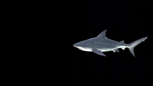 Realistic Shark Swimming with Alpha Channel