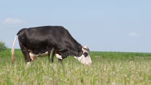A Large Black Cow Grazes on a Green Meadow in the Countryside Farm Animal Husbandry
