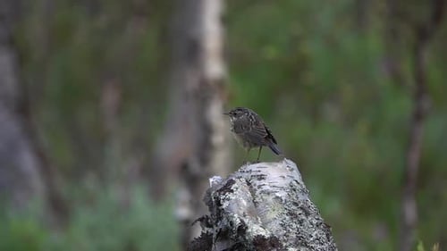 Small Bird Standing On Tree Stump Then Flying