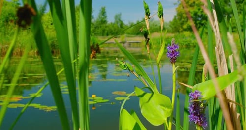 Fresh Green Grass Reeds Grow on the Shore of Swampy Area