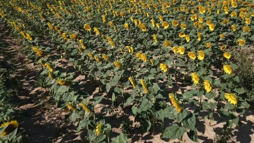 Sunflowers Field in Summer Day Aerial View