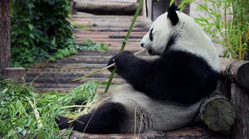Cute Happy Funny Giant Panda Eating Bamboo