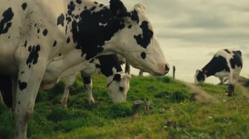 Cows Grazing in a Grassy Rural Field