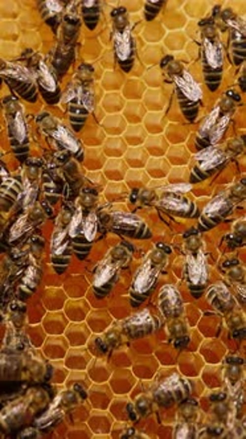 Busy Bees on Honeycomb, Close-up View