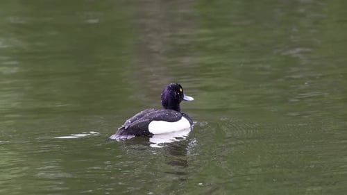 Tufted duck, Aythya fuligula, diving underwater in search of food. Real time.