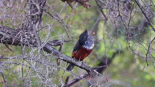 Martin-pêcheur géant perché dans les plumes de toilettage d'un acacia