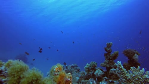 Colourful Reef Scene