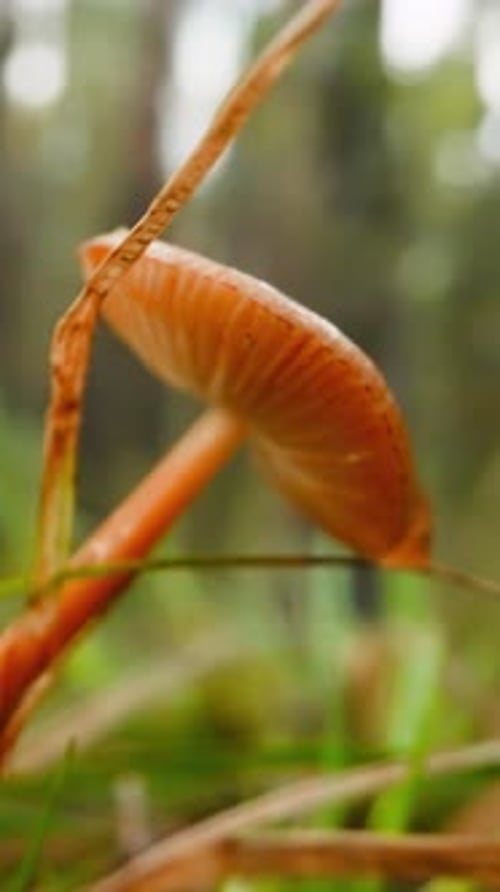 Wet Autumn Mushrooms Lean Among Grass at Edge of Forest