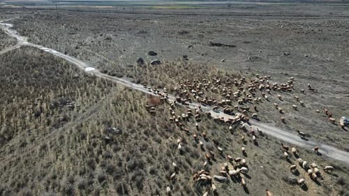 Aerial Drone Flight Over Rocky Desert Natural Landscape Wtih Funny Fluffy White Wild Sheep Grazing