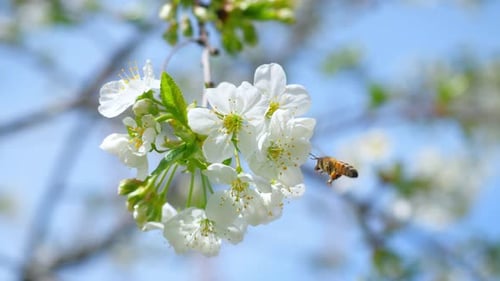 Bee Pollinating White Cherry Blossoms in Springtime Sunlight
