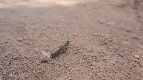 A grasshopper leaps away from the camera as it gets too close. Slow motion, macro.