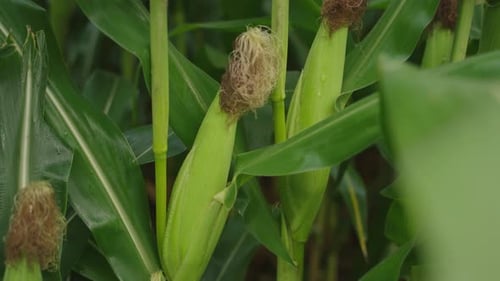 Profile view of head of corn on corn stock.