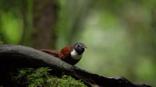 un babbler à bec blanc ou Stachyris thoracica picore la nourriture qui se trouve derrière le bois