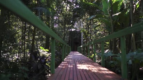 Scenic Walkway Through Lush Tropical Forest