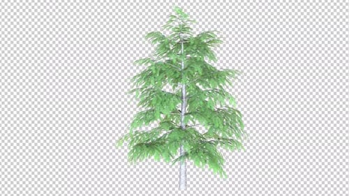 Realistic Green Pine Tree Animation with Transparent Background