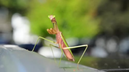 Closeup of a Praying Mantis Standing on a Car Metal Surface with a Blurred Green Background The